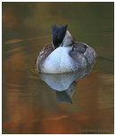Autumn Grebes