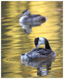 Autumn Grebes