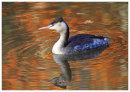 Autumn Grebes