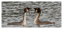 Great Crested Grebes courtship