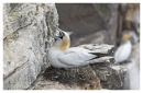 Gannet