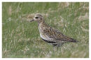  Golden Plover