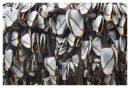 Goose Barnacles