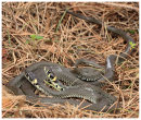 Poland Reptiles