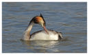 Great Crested Grebe preening.