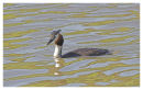 Great Crested Grebe