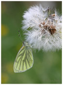 Green Veined Whites