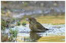 Bathing Birds