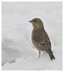 Greenfinch in the snow