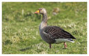 Greylag Goose