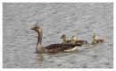 Greylag family