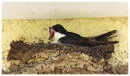 Nesting House Martins