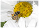 Hoverfly (Helophilus pendulus)
