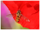 Hoverfly on red Poppy