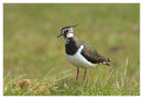 Lapwing
