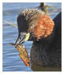 Little Grebe with Stickleback