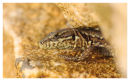 Wall Lizard
