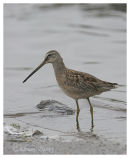 Long Billed Dowitcher (2)