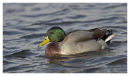 Mallard drake