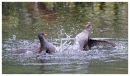 Moorhens sparring