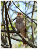 Poland Birds.