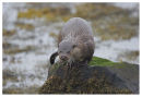Otter