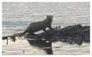 Otter