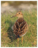 Pectoral Sandpiper 2