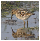Pectoral Sandpiper
