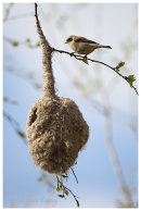 Poland Birds.