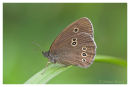 Ringlet