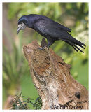 Rook