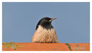 Rose Coloured Starling