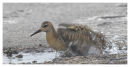 Ruff bathing