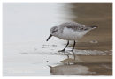 Sanderling