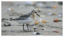 Sanderling juvinile.