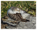 Semipalmated Sandpiper.