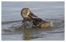 Shoveller bathing