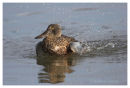 Shoveller bathing 2