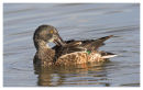 Shoveller preening 2