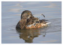 Shoveller preening 4
