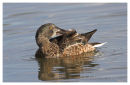 Shoveller preening 3
