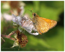 Summer Butterflies