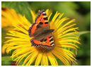Small Tortoishell