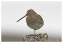 Snipe