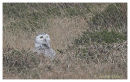 Snowy Owl