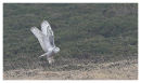 Snowy Owl 2