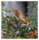 Song Thrush eating berries