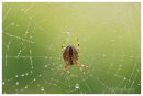 Garden Spider on Dewey Web