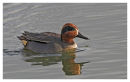 Drake Teal.